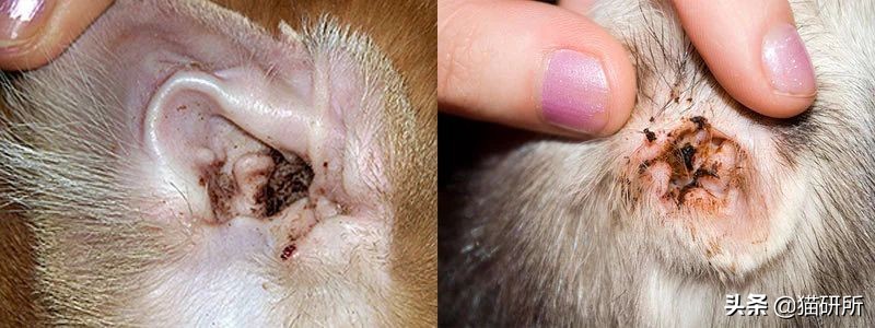 专业宠医答疑:新猫进家前必做的6项体检,万万不可少!