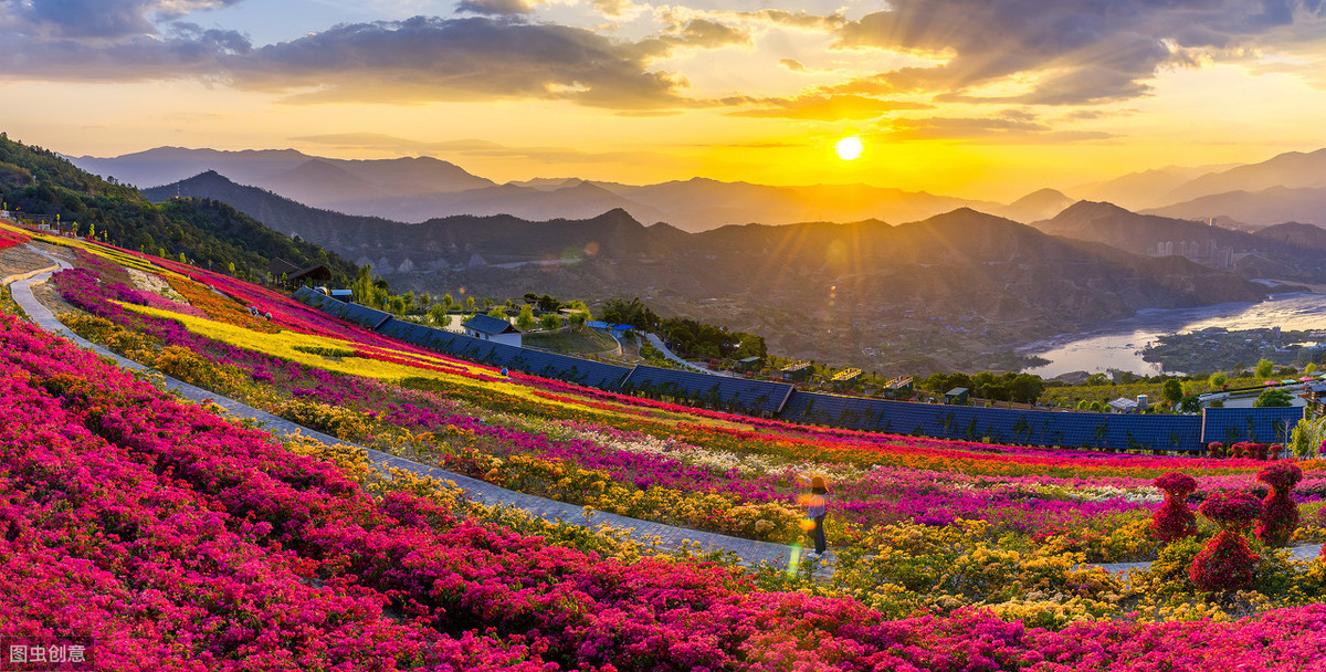 牡丹真国色倾国倾城,中国的国花牡丹特点