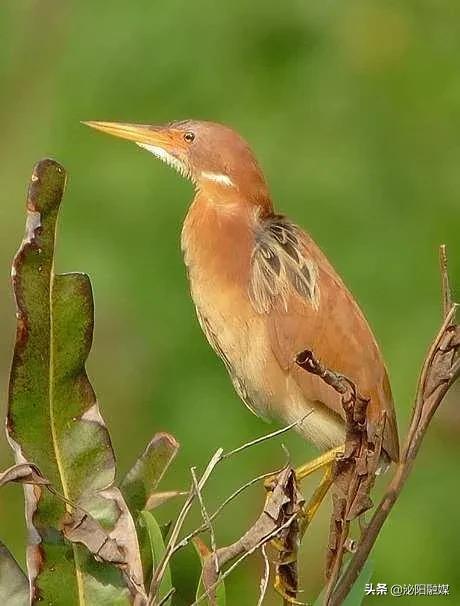 必需赞！鸟儿受伤不要怕，好心村民来帮助
