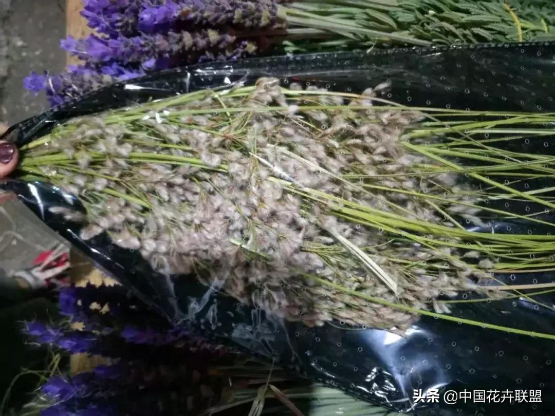 春天花市有哪些花材,便宜又大把的花材有哪些