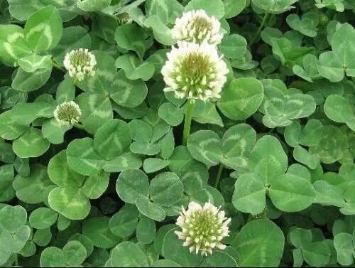 上山挖的野菜又美味又营养,大山里美味的野菜野生药材