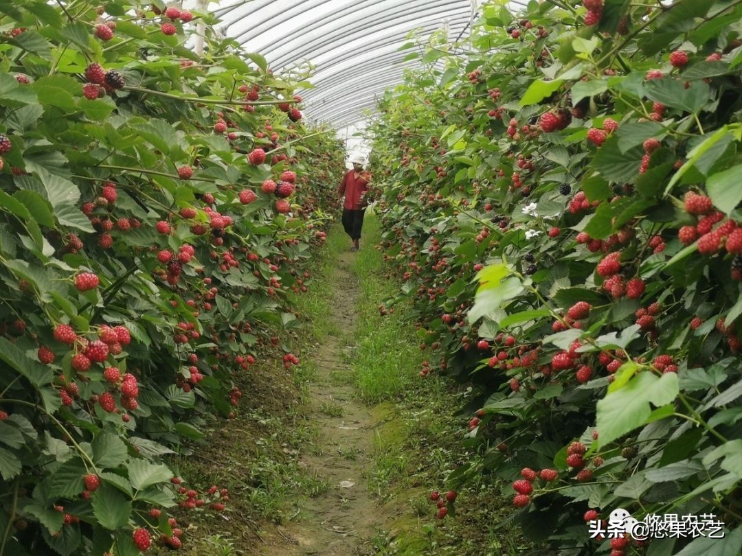 悠果观点：为什么我不看好舟山种树莓