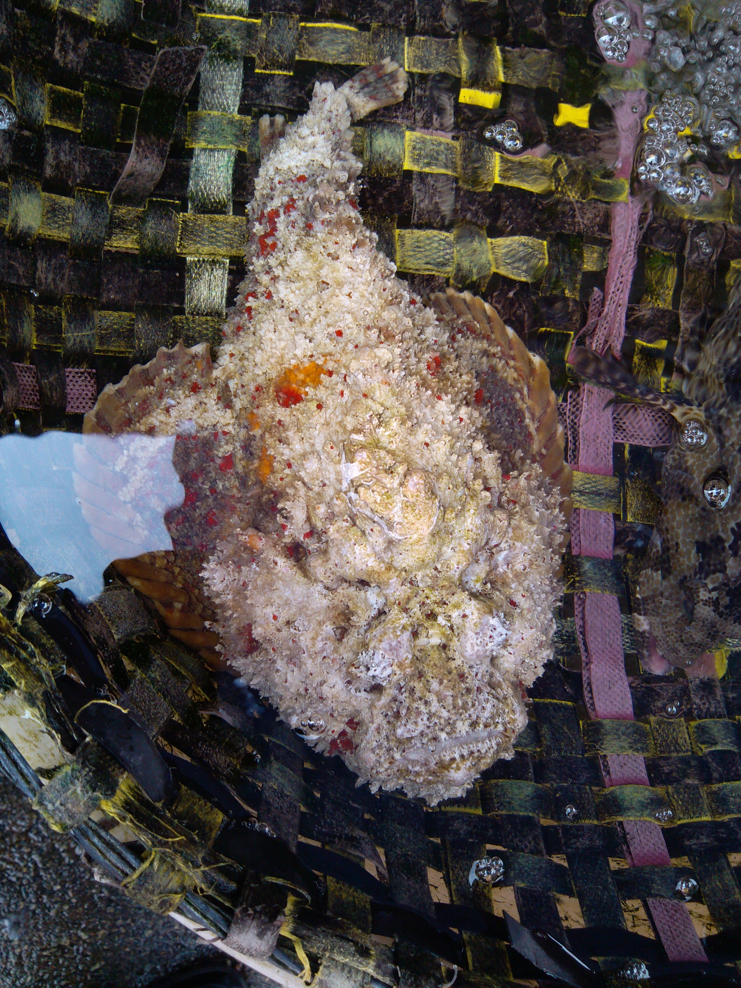 珠海海鲜游,珠海澳门环岛游时间表