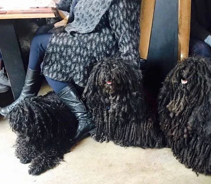 一只和主人遛弯的拖布狗，两次被小老鼠攀附，鉴定后却是袋貂