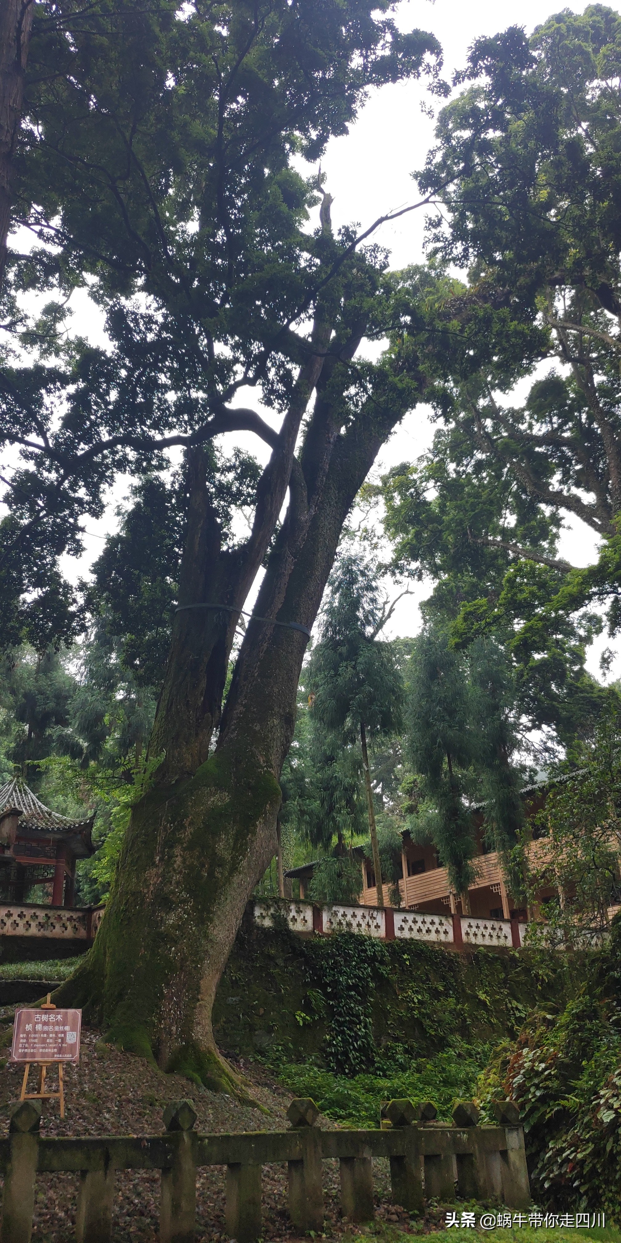 成都出发,一家三口2300元贡嘎神汤喇叭河四日游