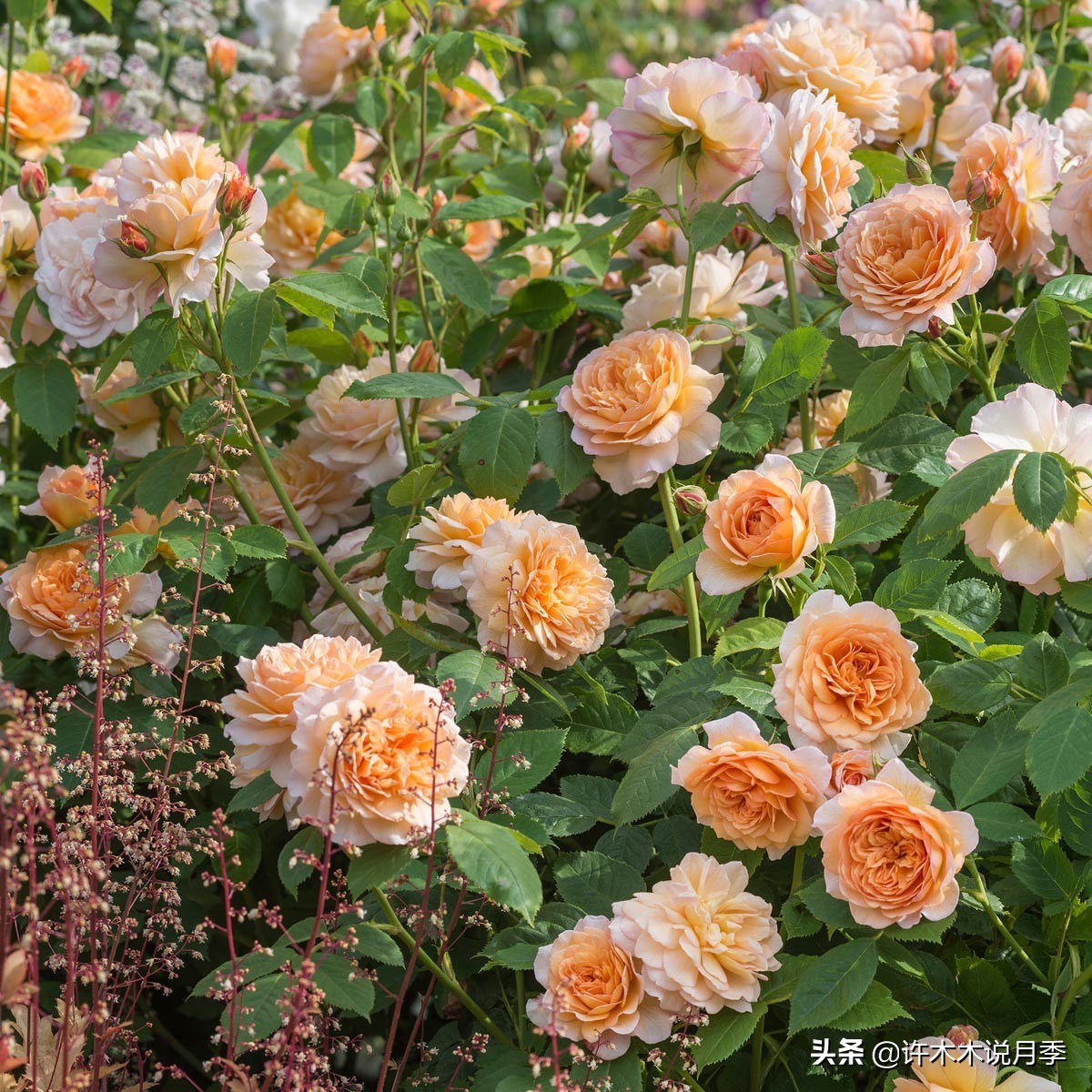 买到假月季苗怎么办,怎样网购月季不受骗