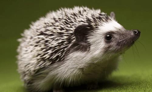 全身长满刺的小刺猬,全身是毛的小刺猬