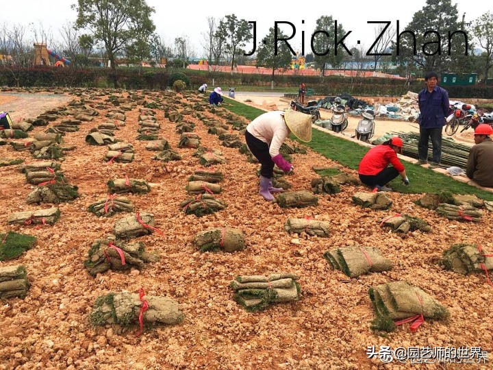 适合北方庭院种植的低矮草坪,家庭庭院怎样混搭种植草坪和蔬菜