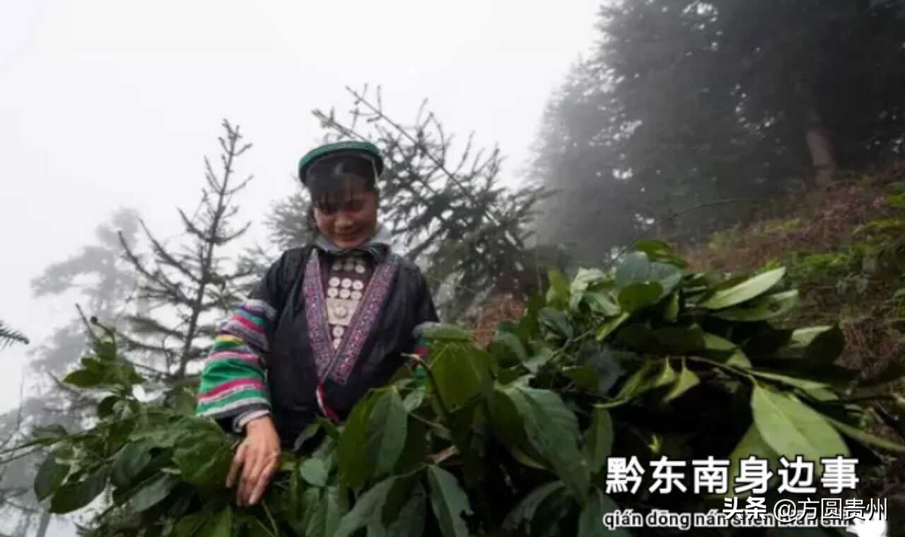 古法瑶浴贵州,贵州千年瑶浴