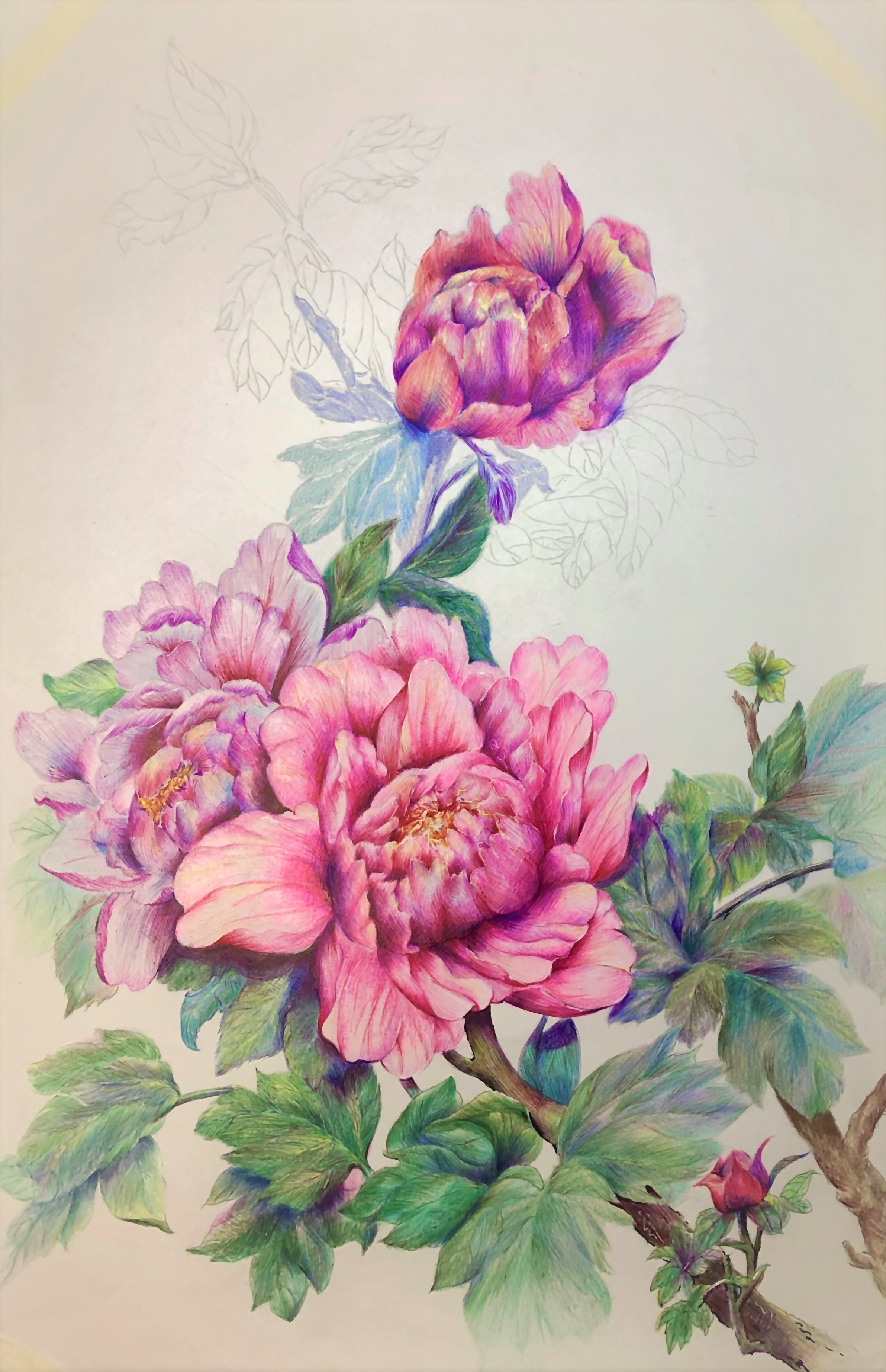 圆珠笔画牡丹教学,圆珠笔画牡丹的画法