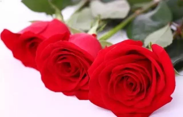 玫瑰大全｜说到玫瑰只能想到红玫瑰的，建议你好看看本文！
