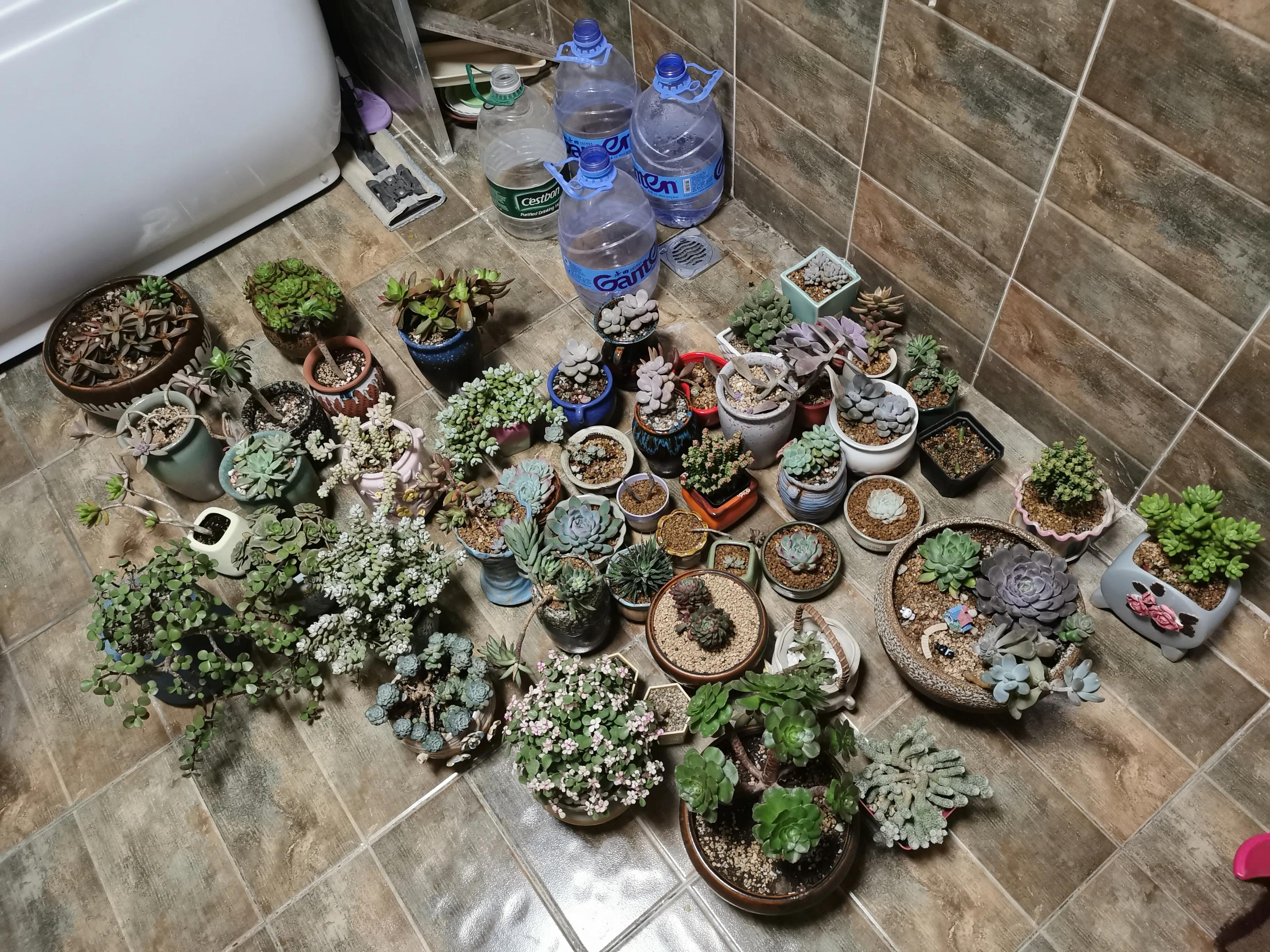 桃蛋徒长了还能恢复吗,桃蛋徒长叶片间距大怎么办