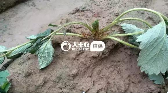 草莓苗缓苗后期怎么处理,草莓苗种下去后蔫了怎么补救
