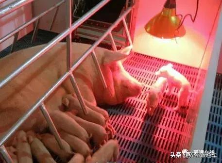 哺乳期母猪拉稀打什么针,哺乳期母猪驱虫仔猪会拉稀吗