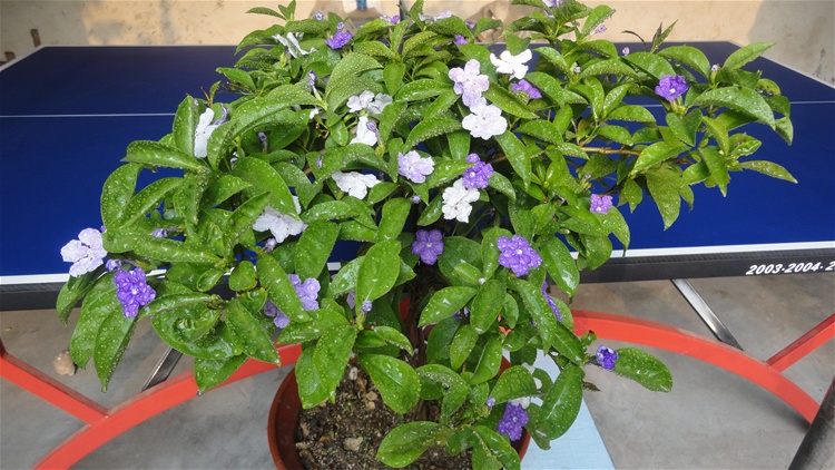 双色茉莉花不开花怎么办,双色茉莉花不完全盛开就蔫了