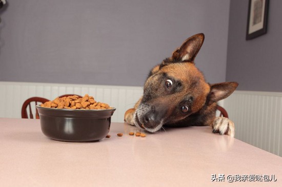 狗狗呕吐的症状及治疗方法,狗狗呕吐怎么办最有效的方法