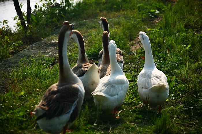 适合农村的养殖创业项目,农村养殖一万什么投资小回本快