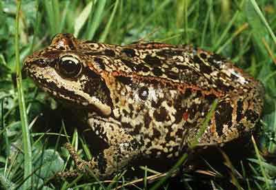 黑龙江产蔓越莓别的省特产有哪些,黑龙江省饶河县有什么特产