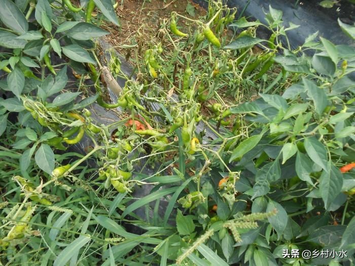 辣椒苗枯萎病最新防治药,辣椒青枯病枯萎病用什么药治疗