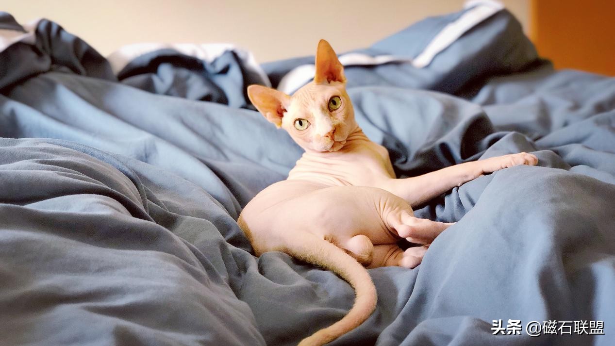 新手养猫怎么给猫咪养成习惯,新手养猫各阶段猫咪该如何喂养