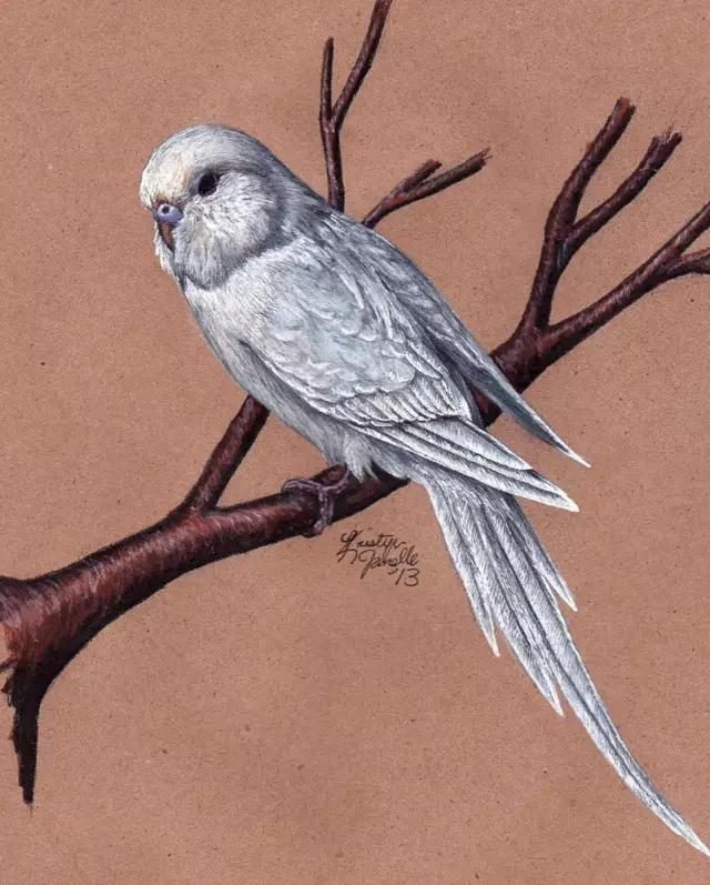 画鸟彩铅教程,画鸟彩铅