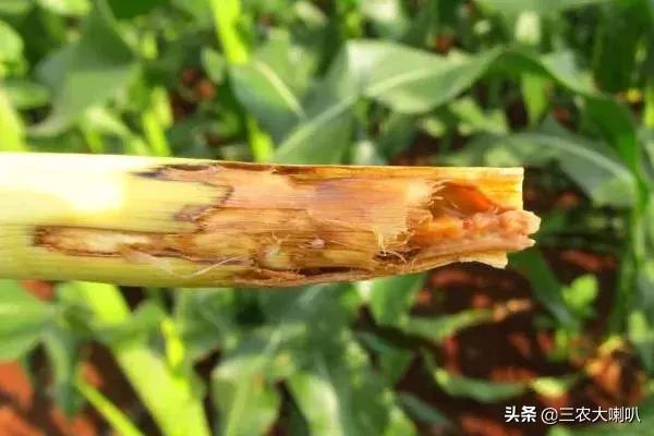 今年的玉米怎么办啊,玉米现在该怎么办