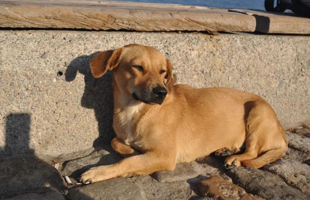 在路边捡到的流浪狗该怎么抚养,路边的流浪狗能领养么