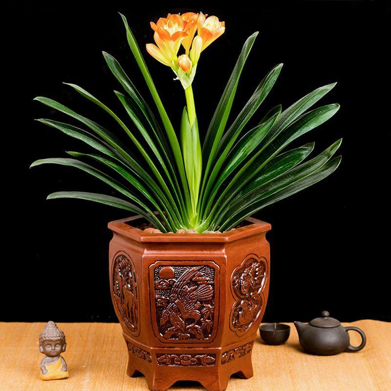 养君子兰最简单的方法,十年老花农养君子兰的秘诀