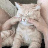 给猫咪按摩的重要性,给猫按摩对猫有好处吗