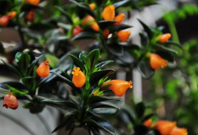 金鱼吊兰花苞期可以用磷酸二氢钾,金鱼吊兰怎么养才能长得快又茂盛