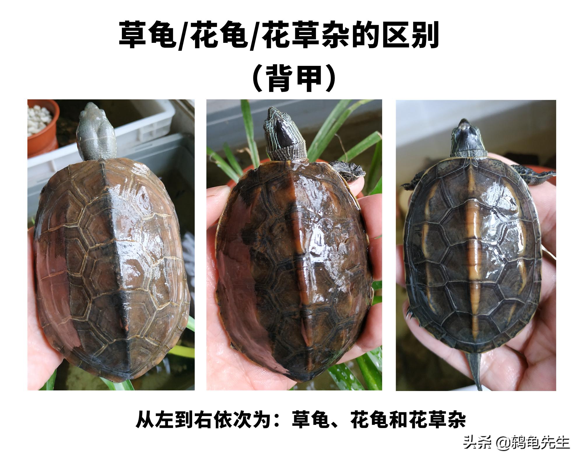乌龟中草龟的种类介绍及图片大全,怎么辨认草龟和花龟的区别