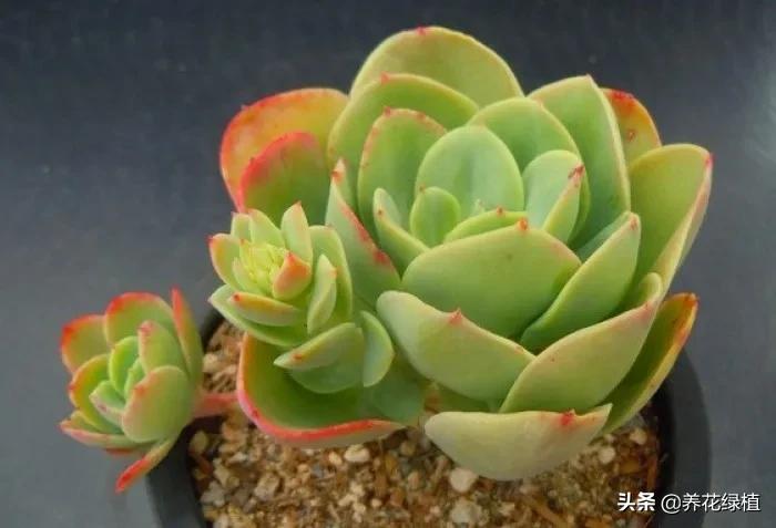 多肉植物在春天的迷人姿态,多肉植物春天31度能露养吗