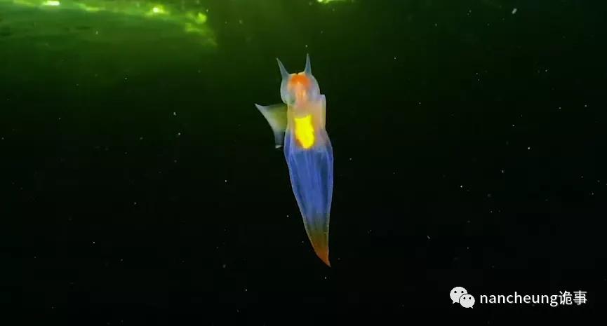 深海迷航第49天神秘生物,深海海底神秘的10种生物