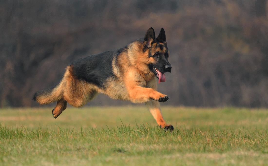 寻根问祖系列(3):德国牧羊犬(GermanShepherddog)