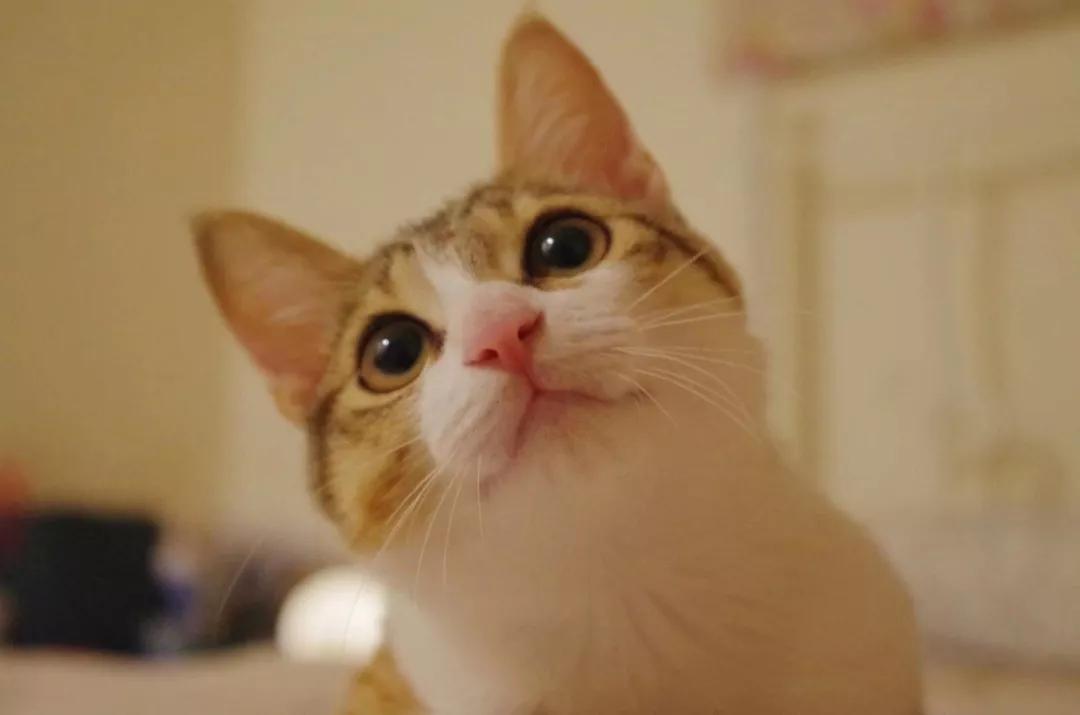 性格最温顺的小猫咪是什么,养一只超凶的小猫咪是什么体验