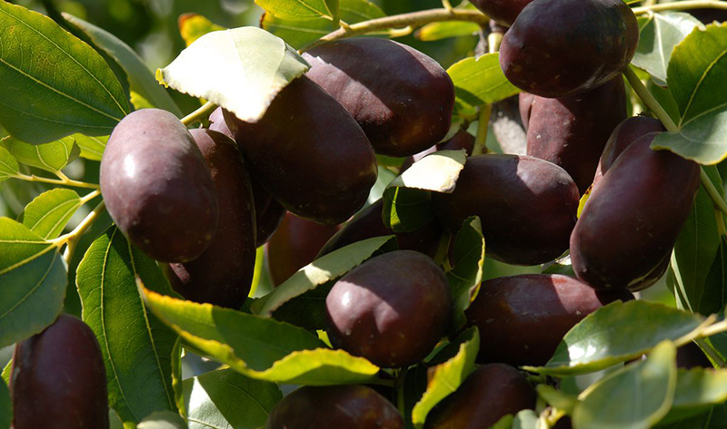 宁夏特产滩羊肉介绍,宁夏特产发菜