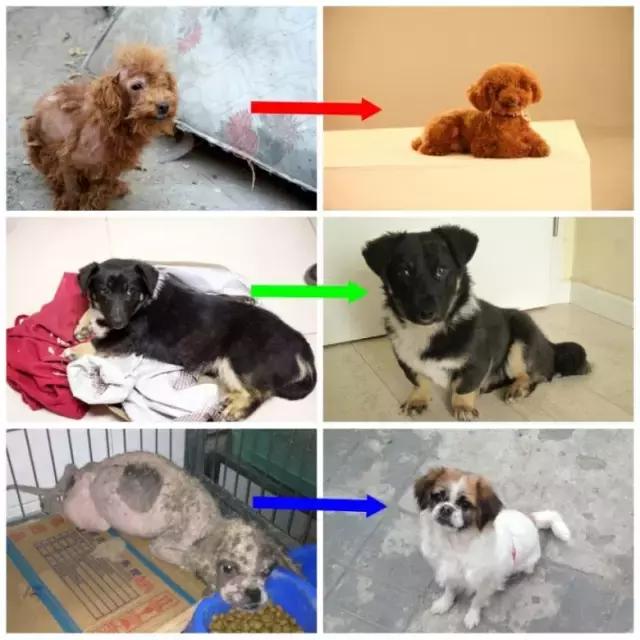 遇见流浪动物怎么办,遇见流浪狗怎么救助