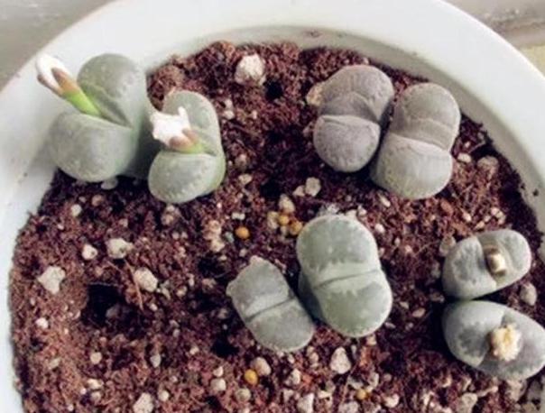 多肉生石花怎么移栽,生石花最好养的多肉