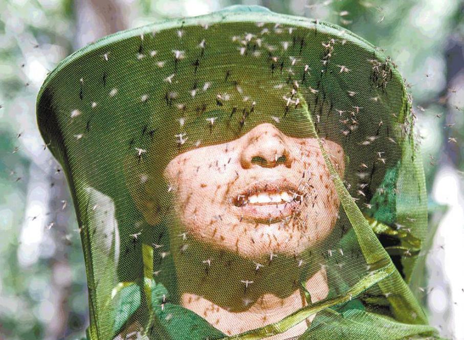 基因蚊,基因武器消灭蚊子