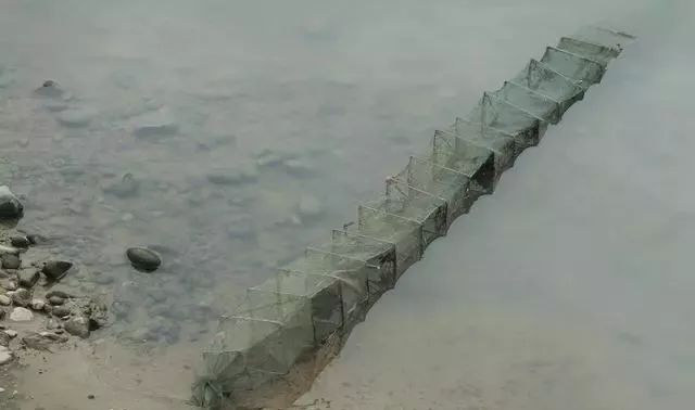 虾农怎么快速逮小龙虾,小龙虾虾塘快速捕虾技巧