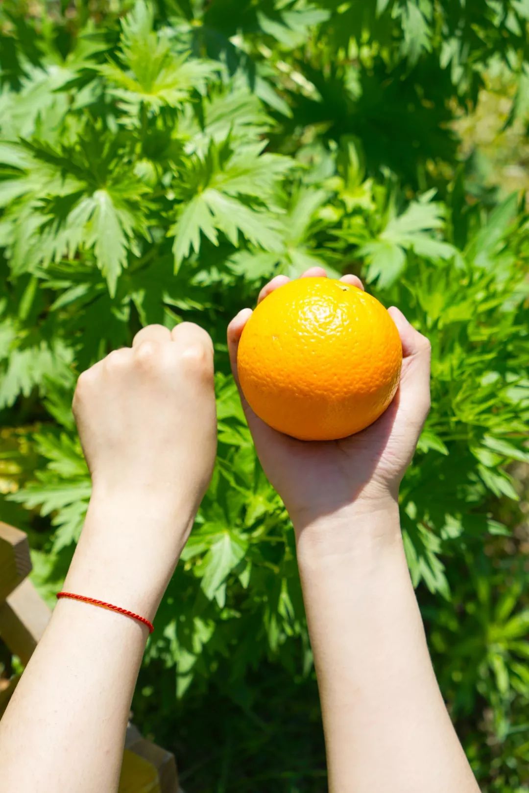 长春生鲜冷链配送,长春蔬果生鲜配送新鲜直达
