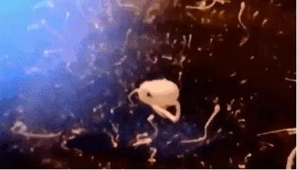 18张动图揭秘，你不是游得最快的那一个精子