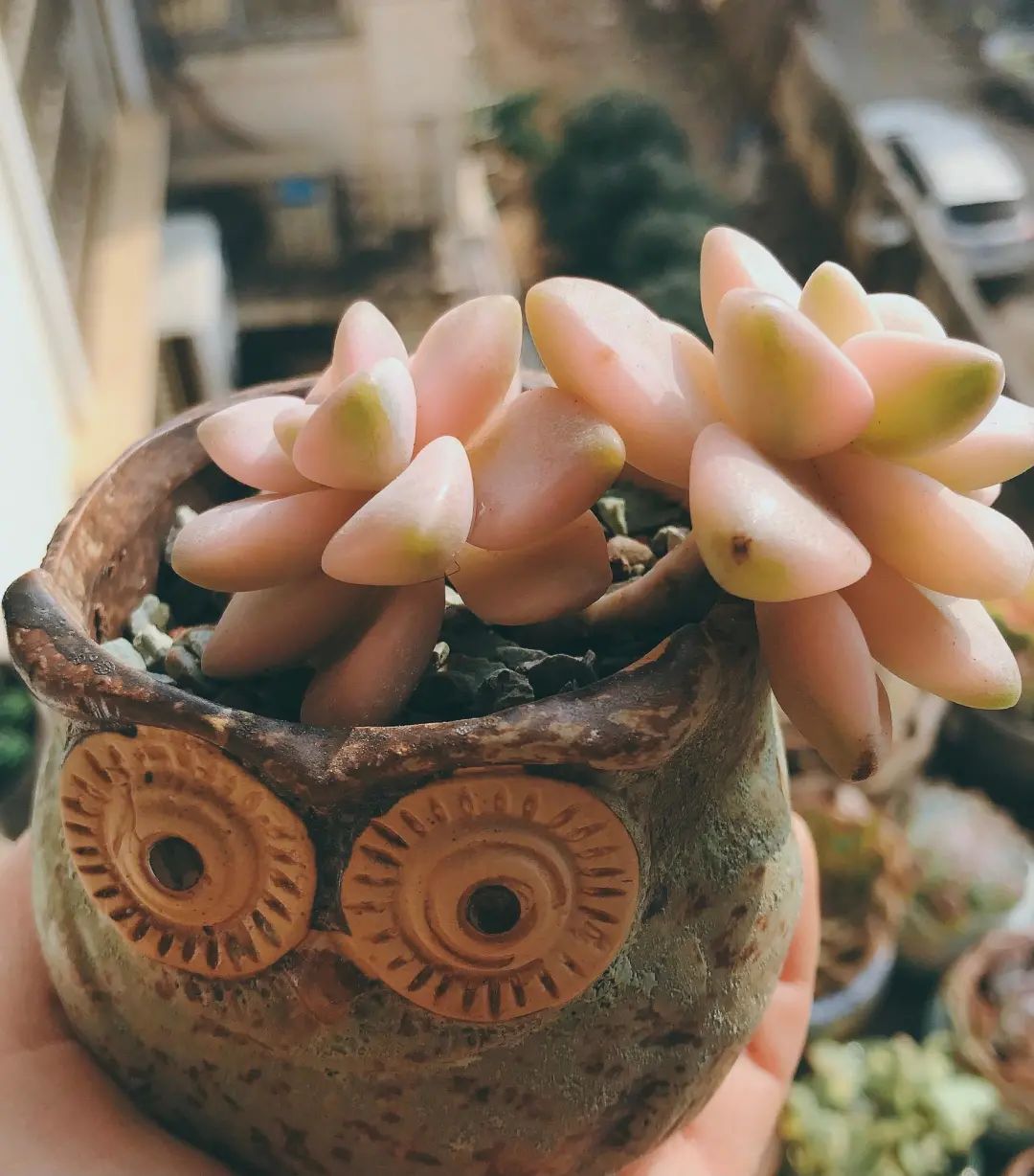 既见云胡不喜,既见君子云胡不喜毛笔楷书