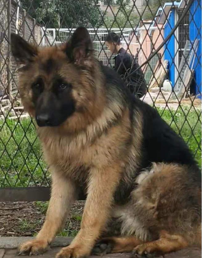 30万的德牧警犬,警犬黑背德牧多少钱