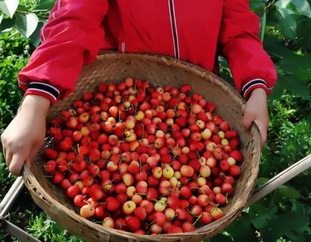 重庆周边摘樱桃,重庆北碚摘樱桃的地方