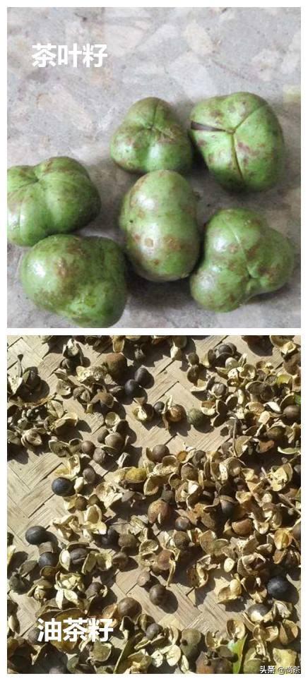 诚壹科普：山茶花树，茶叶树，茶油树傻傻分不清楚？关注我不迷路