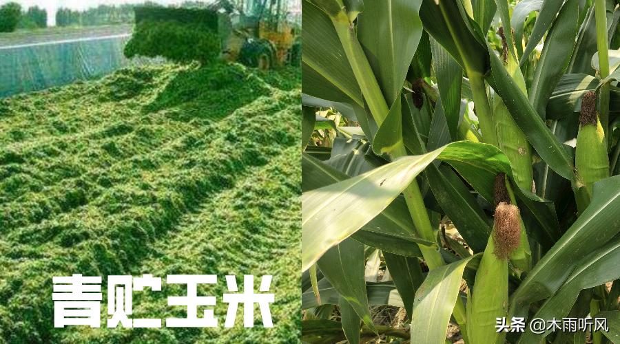 当前种植的青贮玉米品种有哪些,全株玉米青贮跟半株青贮玉米区别