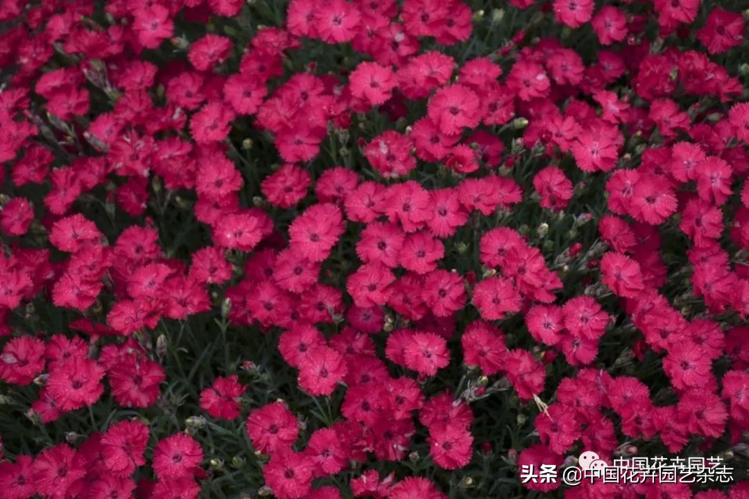 全球知名育种商网上推新品——TerraNova、ProvenWinners|环球