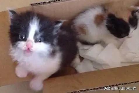 求助！我的猫以为自己是我妈怎么办？
