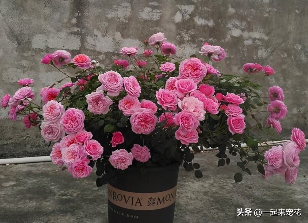 不容错过的花卉盛宴,不可错过的月季